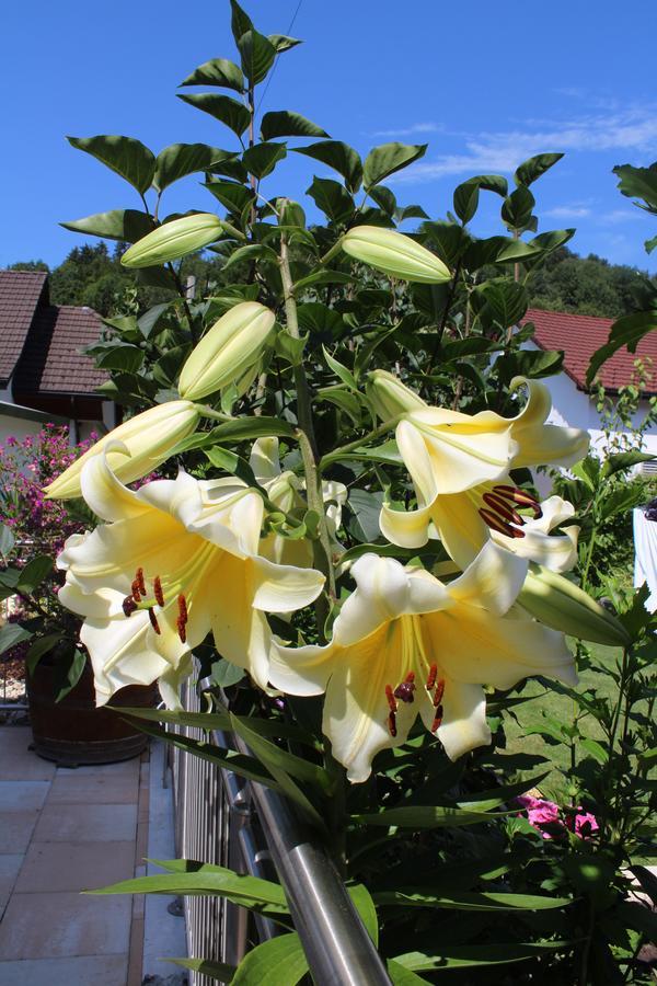 Schlicht & Einfach Traumhaft Bed & Breakfast Unterkulm Exterior photo